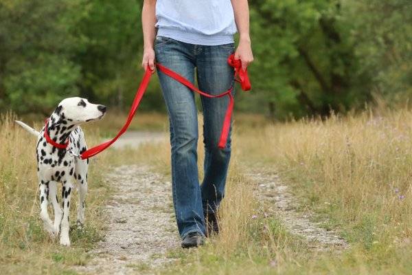 #Pour le confort de votre chien comme pour vous, munissez-vous de quelques accessoires indispensables - © absolutimages - stock.adobe.com
