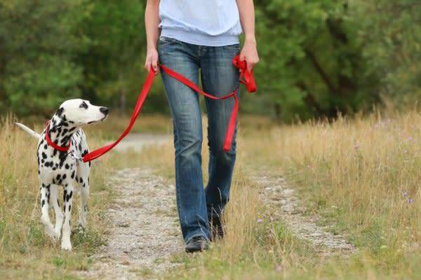 #Pour le confort de votre chien comme pour vous, munissez-vous de quelques accessoires indispensables - © absolutimages - stock.adobe.com