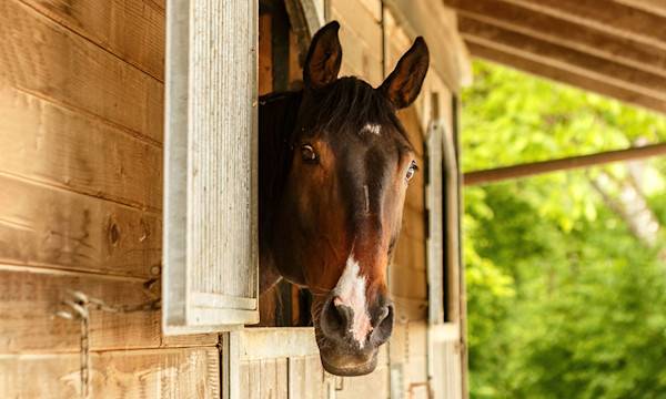 Le cheval au box pour l’hiver - ©  Annabell Gsödl - stock.adobe.com