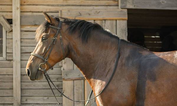 Le cheval au box pour l’hiver - © Ирина Орлова - stock.adobe.com