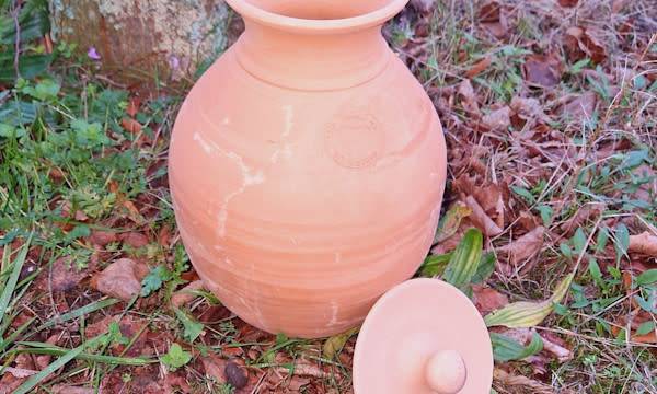 Quelle olla pour une plante ?