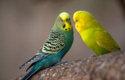 Oiseaux de la nature jaune & vert