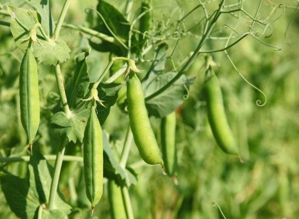 #L'oïdium est une maladie assez courante des petits pois - © hcast - stock.adobe.com
