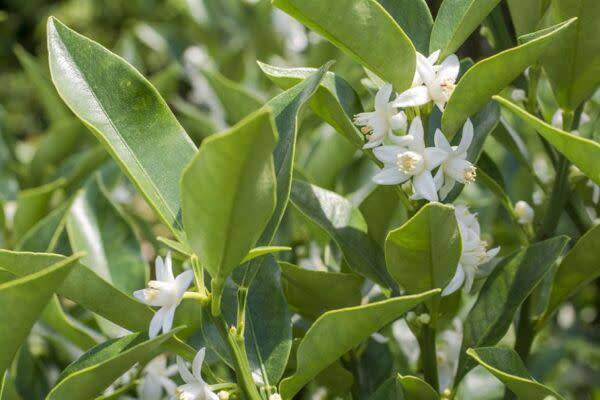 La floraison du kumquat