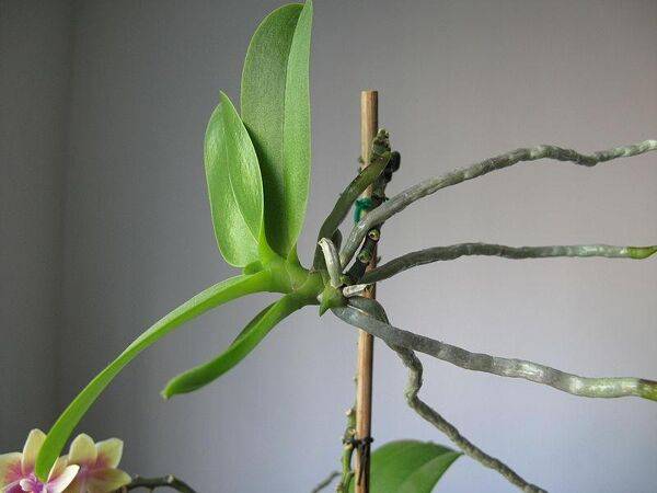 Je rempote les keikis de mon orchidée