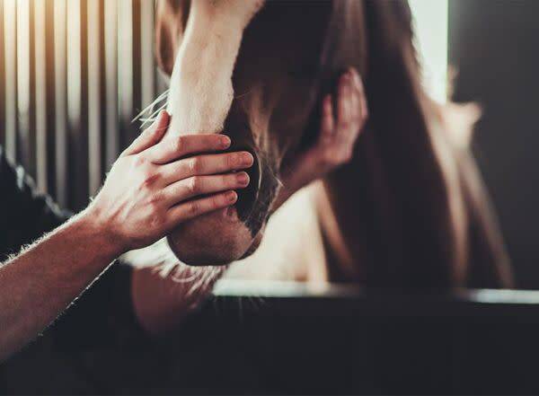 Comment prendre soin de son cheval ?