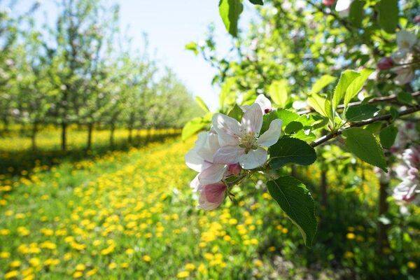 Que peut-on mettre comme végétaux au pied des arbres fruitiers ?