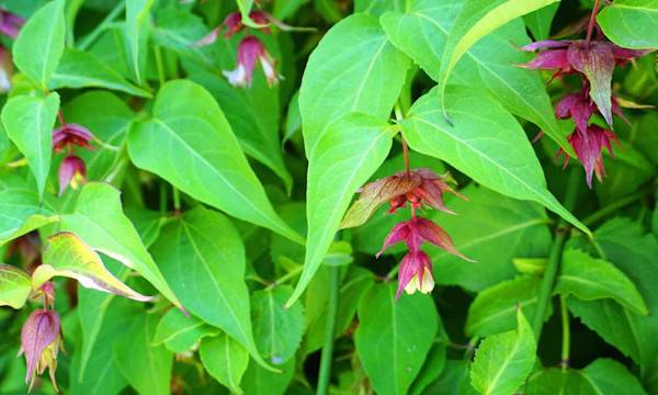 L’entretien du Leycesteria - © lenic - stock.adobe.com
