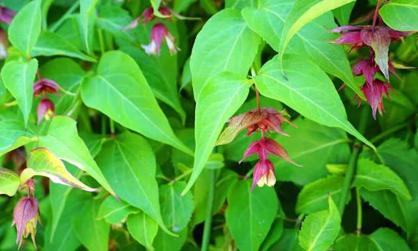 L’entretien du Leycesteria - © lenic - stock.adobe.com
