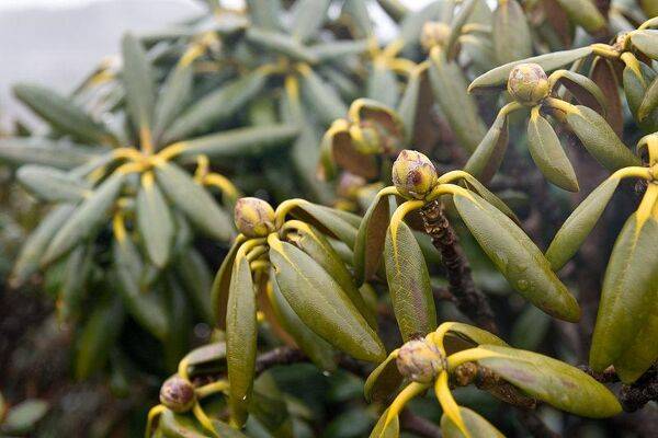 Maladies du rhododendron