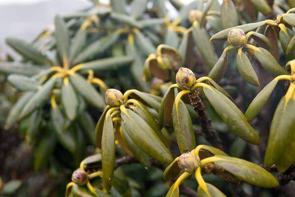 Maladies du rhododendron