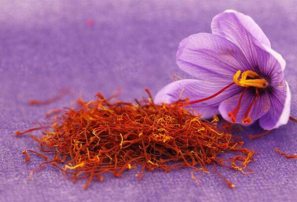 Planter le crocus à safran