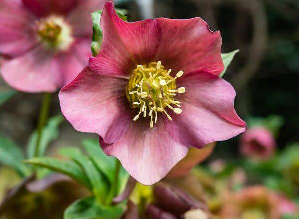 Hellebore