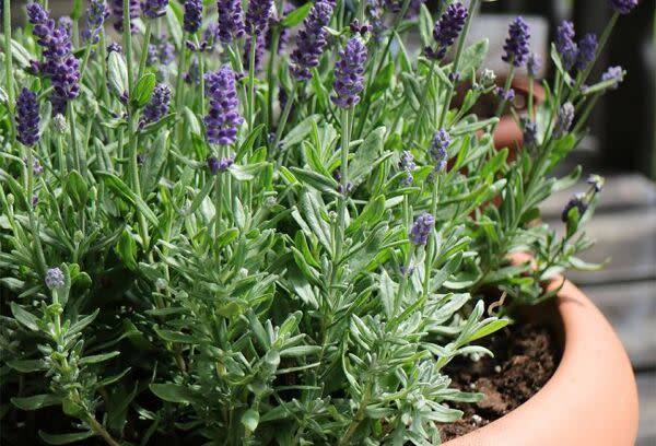 planter lavande en pot