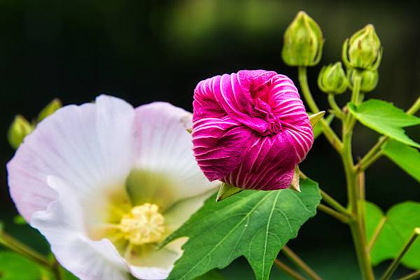 L'Hibiscus mutabilis 