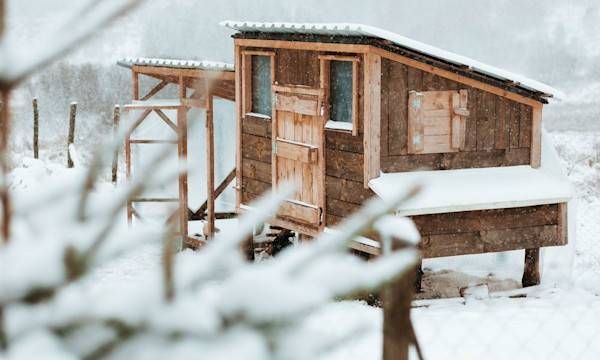 Faut-il chauffer le poulailler ? - © stivog - stock.adobe.com
