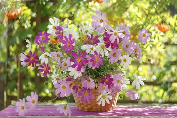 Bouquet de fleurs du jardin