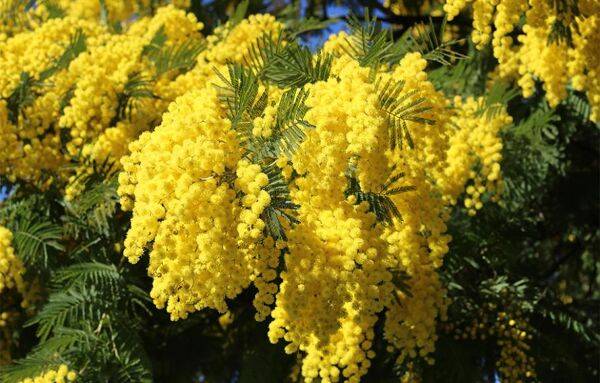 Mimosa