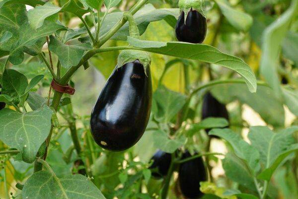 comment lutter contre les insectes qui parasitent les aubergines ?