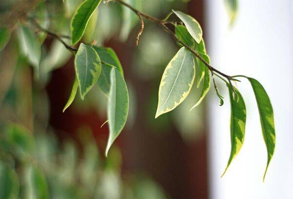 Maladies du ficus