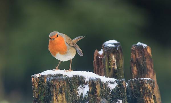 Les oiseaux du jardin en hiver - © Quirina - stock.adobe.fr