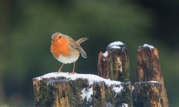 Les oiseaux du jardin en hiver - © Quirina - stock.adobe.fr