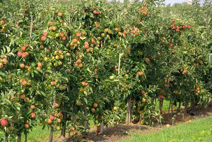 Haie fruitière 