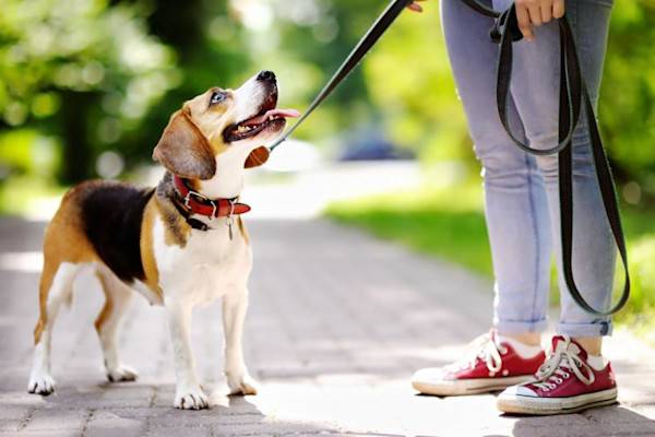 Apprendre à son chien à marcher en laisse 