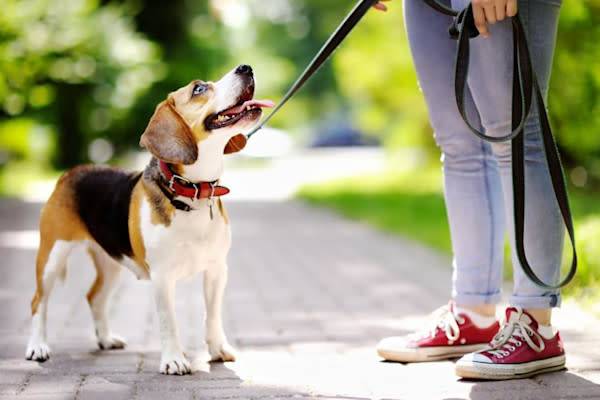 Apprendre à son chien à marcher en laisse