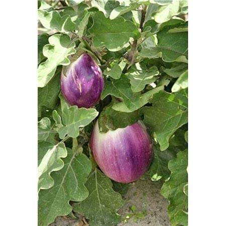 L'Aubergine Zébrée