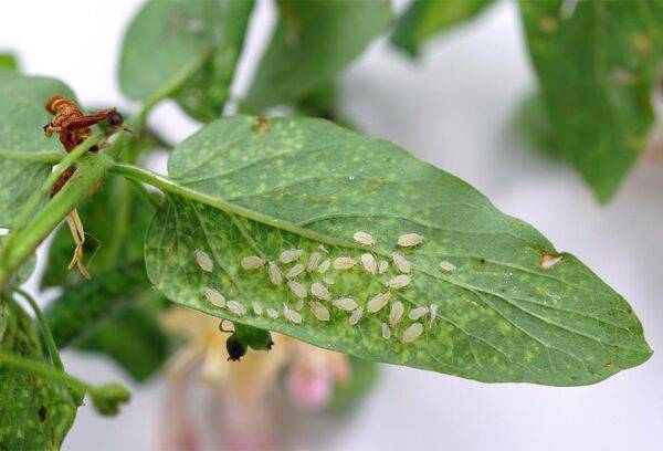 Maladies du chèvrefeuille