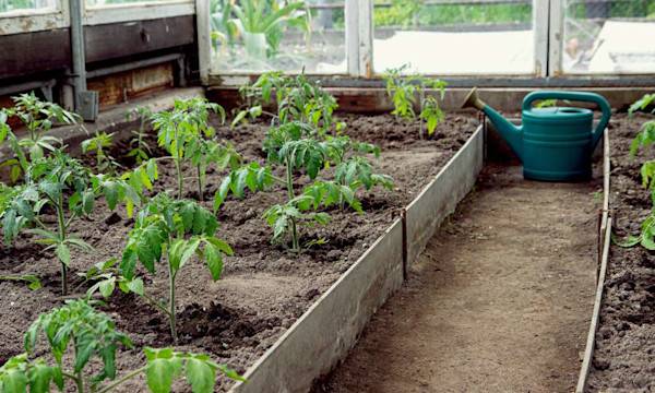 Quoi planter dans la serre en avril ? - © Yekatseryna -  - stock.adobe.com