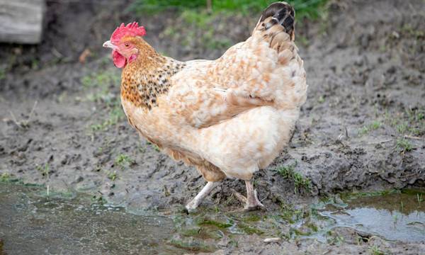 Que mettre sur le sol pour éviter la boue au poulailler ? - © AGDER- stock.adobe.com
