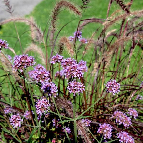 plante vivace, Verveine de Buenos Aires et Pennisetum Rubrum
