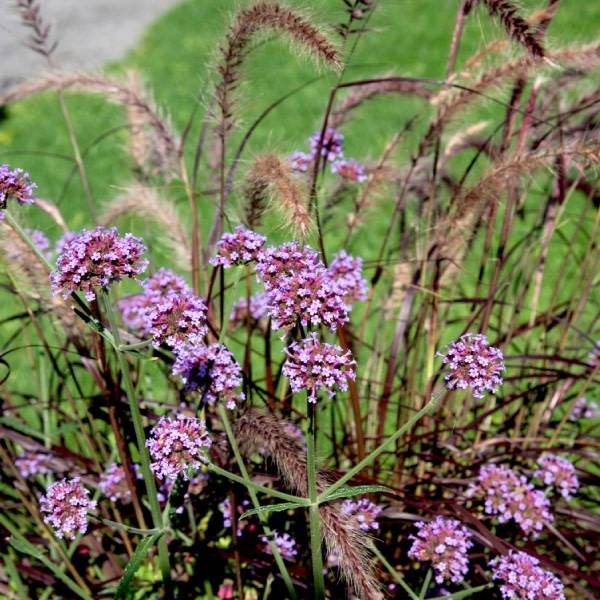 plante vivace, Verveine de Buenos Aires et Pennisetum Rubrum