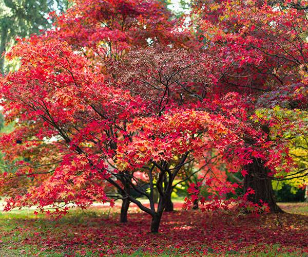 Espèce érable du Japon - © James - stock.adobe.com
