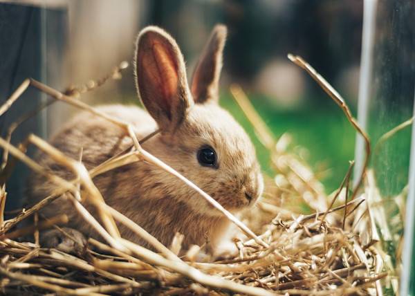# La litière fait partie de l'équipement indispensable pour le lapin nain - © Oleksandr - stock.adobe.com
