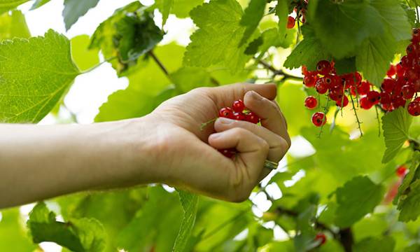 Planter et cultiver les fruits rouges (framboisiers, mûriers, cassissiers...)