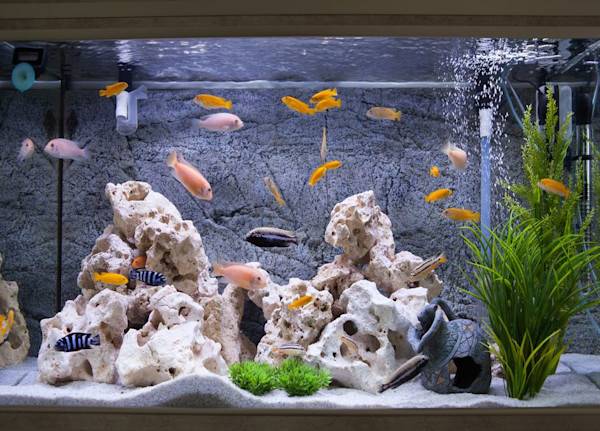 Nourrir ses poissons d’aquarium - © Czanner - stock.adobe.com
