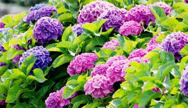 Planter les hortensias et Hydrangea