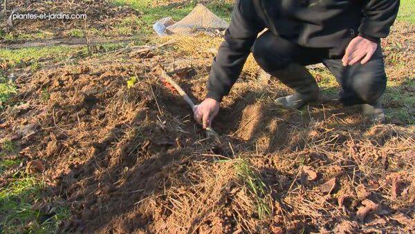 Mettre en jauge les plants en racines nues