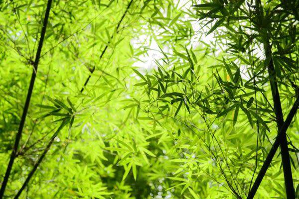 Le bambou japonais