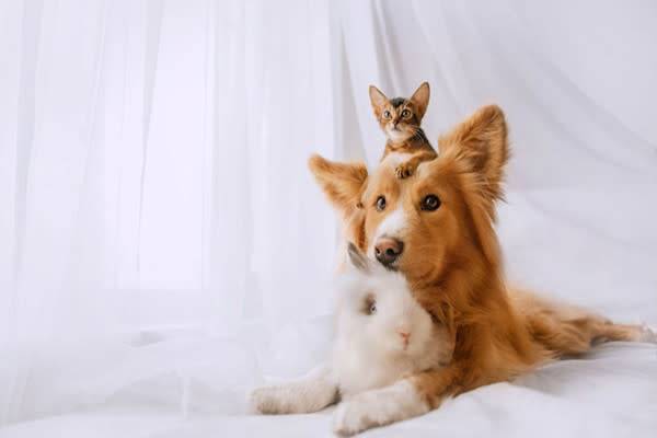 Le chat peut-il cohabiter avec d’autres animaux ?