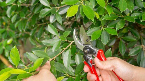 Tailler le ficus