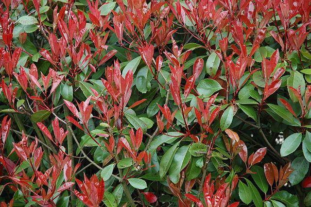 Entretien du Photinia - Gamm vert