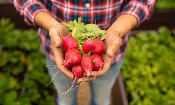 10 légumes faciles pour débuter au potager