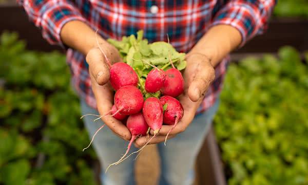 10 légumes faciles pour débuter au potager