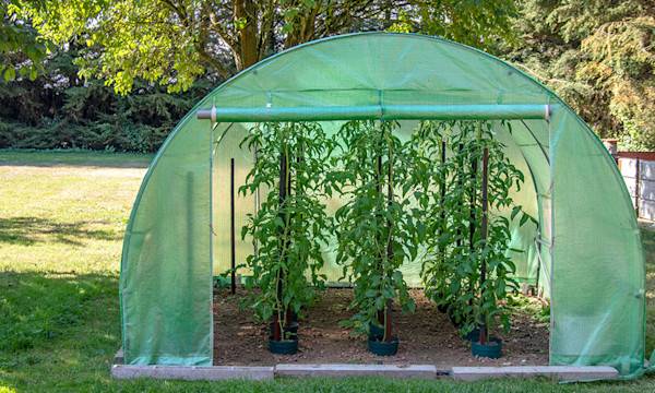 Quelle serre de jardin pour tomates choisir ?