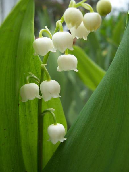 Du muguet en avril