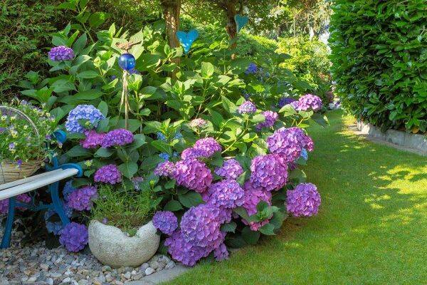 Comment cultiver un hortensia en pot ?